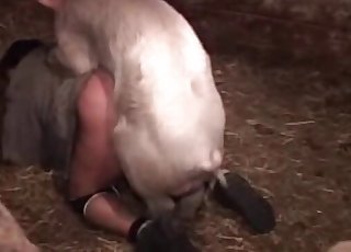 Pig pounding that cock-squeezing zoophile hole