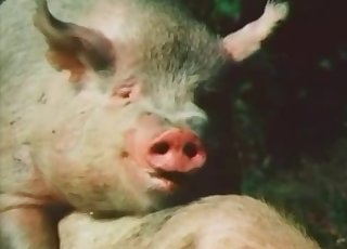 Pig