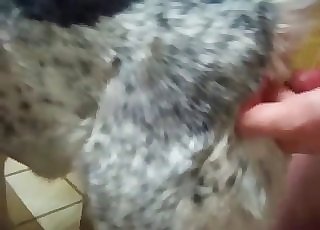 Hefty dog fucked hard by a strung up stud here