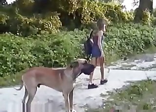 Dress-wearing honey stalking a dog