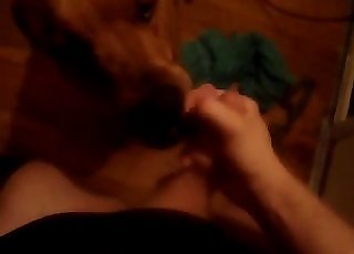 Playful doggy licks my dick with ion